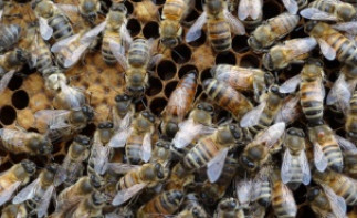 Visite des ruches de l'UdeM