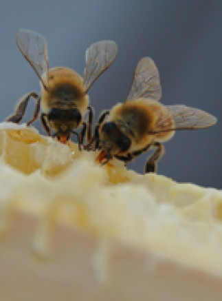 Atelier sur les pollinisateurs et visite des ruches de l'UdeM