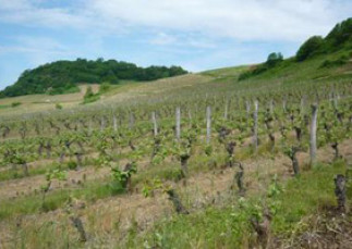 Atelier de dégustation À la découverte des vins du Jura - COMPLET