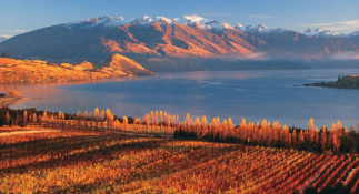 Atelier de dégustation - La Nouvelle- Zélande : à la découverte de vignobles aux antipodes - COMPLET