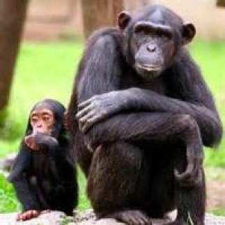 Ce que les chimpanzés m’ont appris sur la relation père-enfant