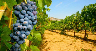 Atelier de dégustation : La Provence - au-delà du vin rosé - COMPLET