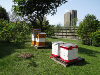 Introduction à l'apiculture
