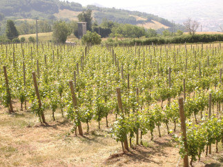 Atelier de dégustation : la Vénétie - Terre de vins et de plaisirs infinis - COMPLET