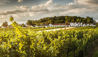 L’Autriche et son riche patrimoine vinicole - COMPLET
