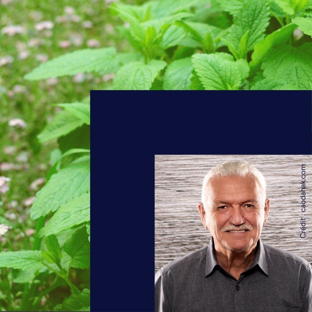 Montage montrant un parterre de mélisse et le portrait de Michel Durand Nolett